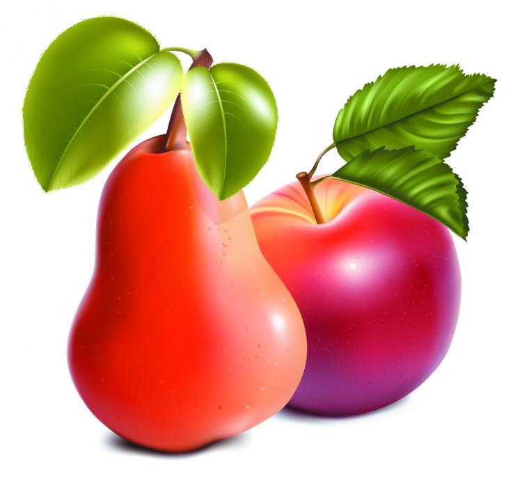 free vector Apple and pear ultrarealistic vector